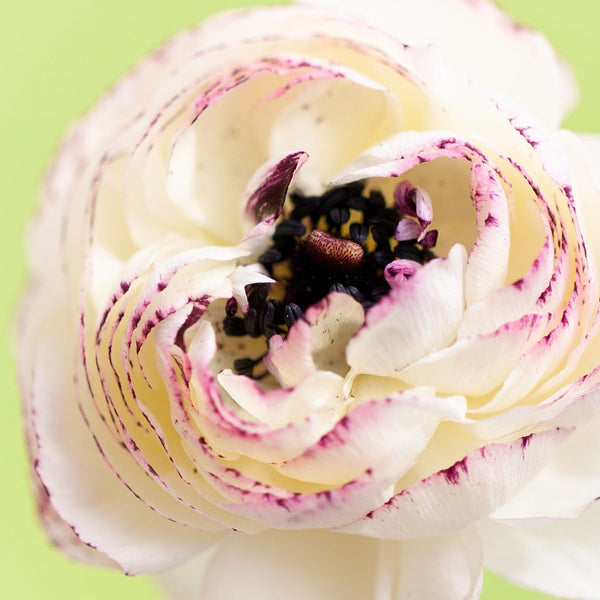 Los brotes de rosácea en primavera